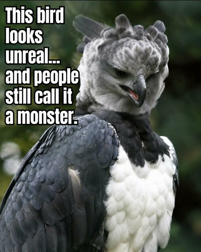 “Stands Like A Human”: 35 Surprising Facts And Stories About Animals That Might Teach You Something New “Stands Like A Human”: 35 Surprising Facts And Stories About Animals That Might Teach You Something New