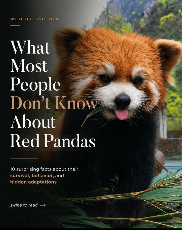 “Stands Like A Human”: 35 Surprising Facts And Stories About Animals That Might Teach You Something New “Stands Like A Human”: 35 Surprising Facts And Stories About Animals That Might Teach You Something New