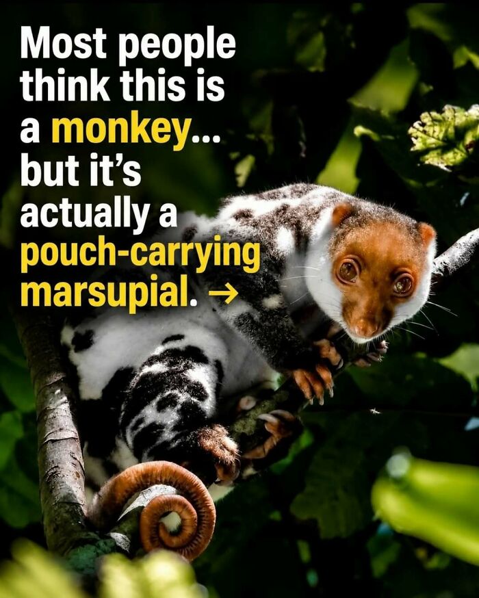 “Stands Like A Human”: 35 Surprising Facts And Stories About Animals That Might Teach You Something New “Stands Like A Human”: 35 Surprising Facts And Stories About Animals That Might Teach You Something New