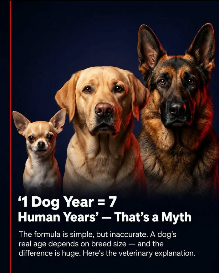“Stands Like A Human”: 35 Surprising Facts And Stories About Animals That Might Teach You Something New “Stands Like A Human”: 35 Surprising Facts And Stories About Animals That Might Teach You Something New