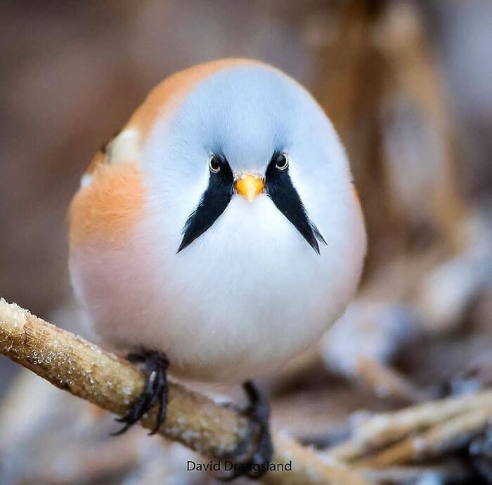 This Page Shared 80 Rare Bird Photos That Showcase The Beauty Of Nature In Flight This Page Shared 80 Rare Bird Photos That Showcase The Beauty Of Nature In Flight