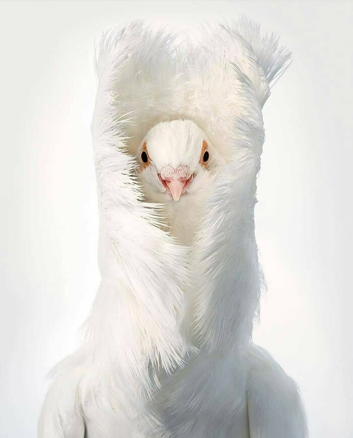 This Page Shared 80 Rare Bird Photos That Showcase The Beauty Of Nature In Flight This Page Shared 80 Rare Bird Photos That Showcase The Beauty Of Nature In Flight