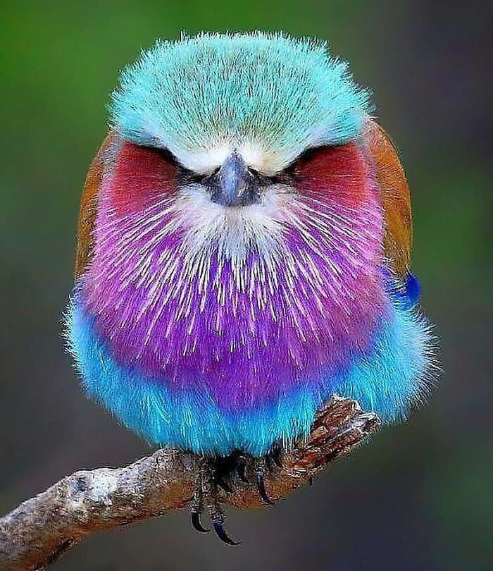 This Page Shared 80 Rare Bird Photos That Showcase The Beauty Of Nature In Flight This Page Shared 80 Rare Bird Photos That Showcase The Beauty Of Nature In Flight