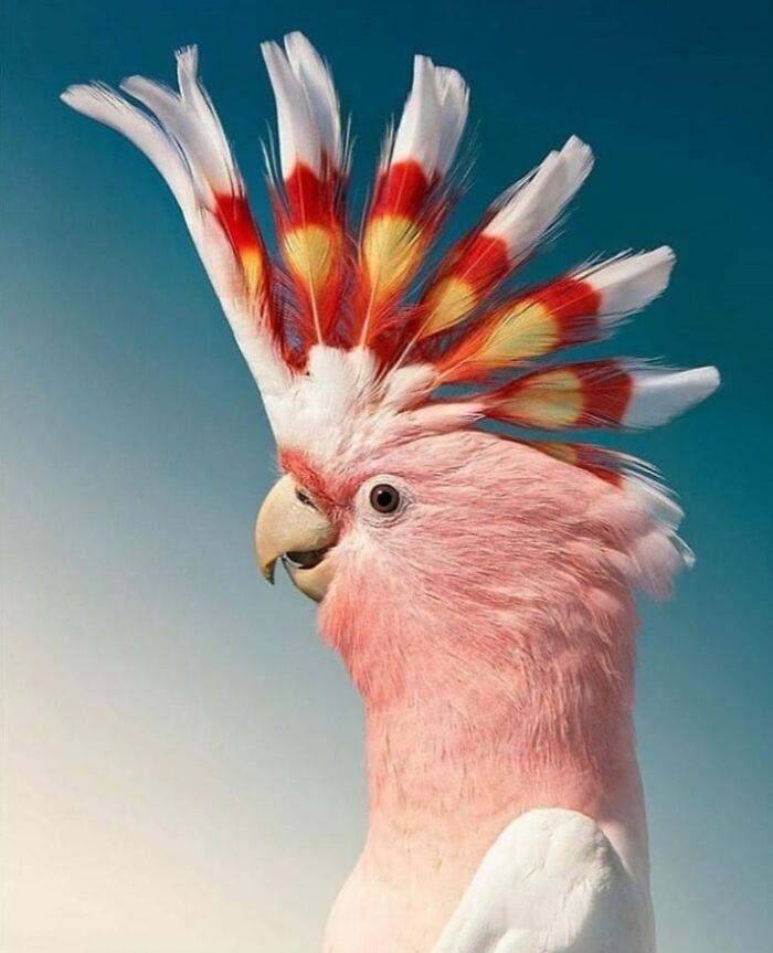 This Page Shared 80 Rare Bird Photos That Showcase The Beauty Of Nature In Flight This Page Shared 80 Rare Bird Photos That Showcase The Beauty Of Nature In Flight