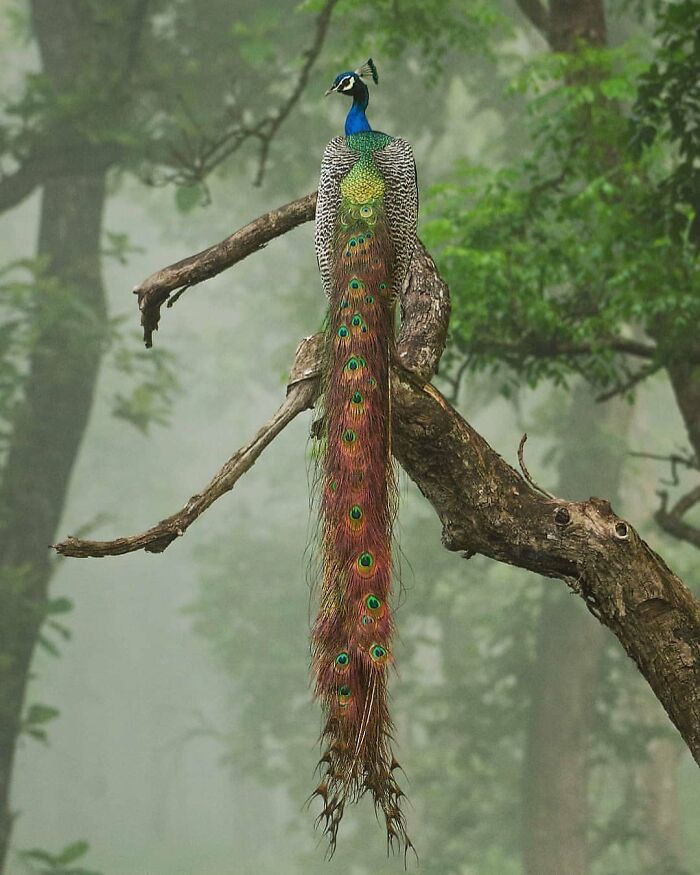 This Page Shared 80 Rare Bird Photos That Showcase The Beauty Of Nature In Flight This Page Shared 80 Rare Bird Photos That Showcase The Beauty Of Nature In Flight