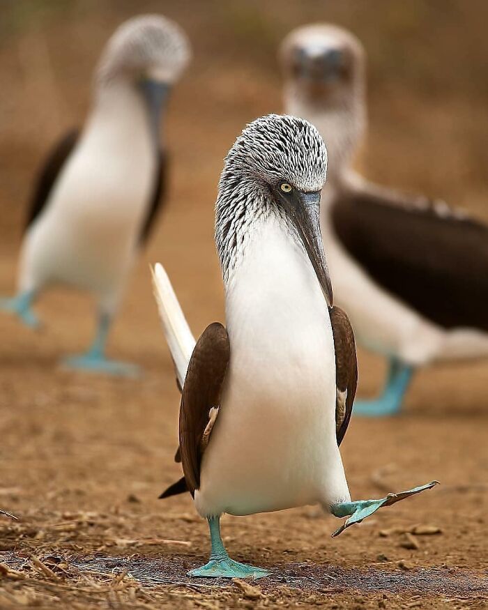 This Page Shared 80 Rare Bird Photos That Showcase The Beauty Of Nature In Flight This Page Shared 80 Rare Bird Photos That Showcase The Beauty Of Nature In Flight