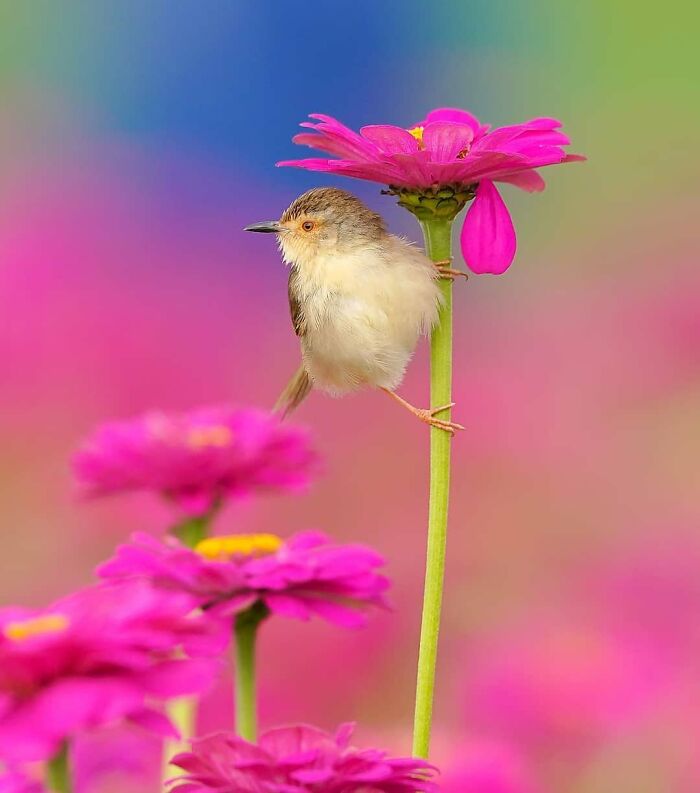 This Page Shared 80 Rare Bird Photos That Showcase The Beauty Of Nature In Flight This Page Shared 80 Rare Bird Photos That Showcase The Beauty Of Nature In Flight