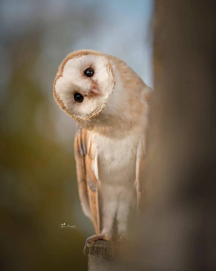 This Page Shared 80 Rare Bird Photos That Showcase The Beauty Of Nature In Flight This Page Shared 80 Rare Bird Photos That Showcase The Beauty Of Nature In Flight