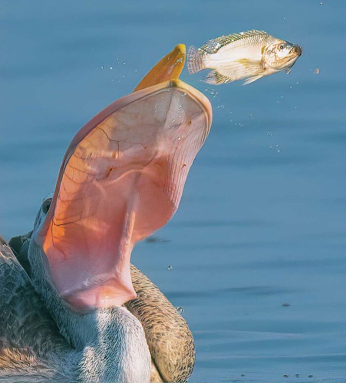 This Page Shared 80 Rare Bird Photos That Showcase The Beauty Of Nature In Flight This Page Shared 80 Rare Bird Photos That Showcase The Beauty Of Nature In Flight