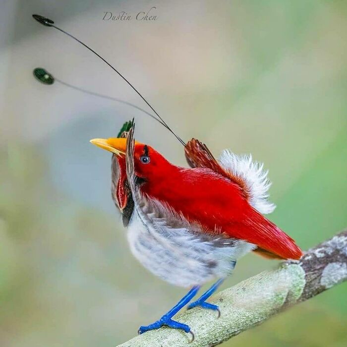 This Page Shared 80 Rare Bird Photos That Showcase The Beauty Of Nature In Flight This Page Shared 80 Rare Bird Photos That Showcase The Beauty Of Nature In Flight