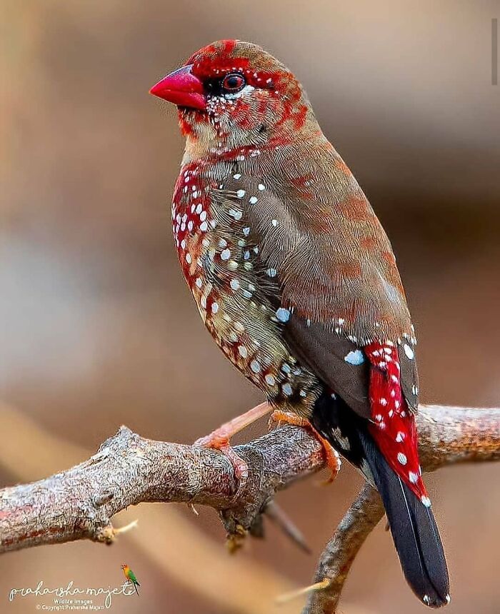 This Page Shared 80 Rare Bird Photos That Showcase The Beauty Of Nature In Flight This Page Shared 80 Rare Bird Photos That Showcase The Beauty Of Nature In Flight