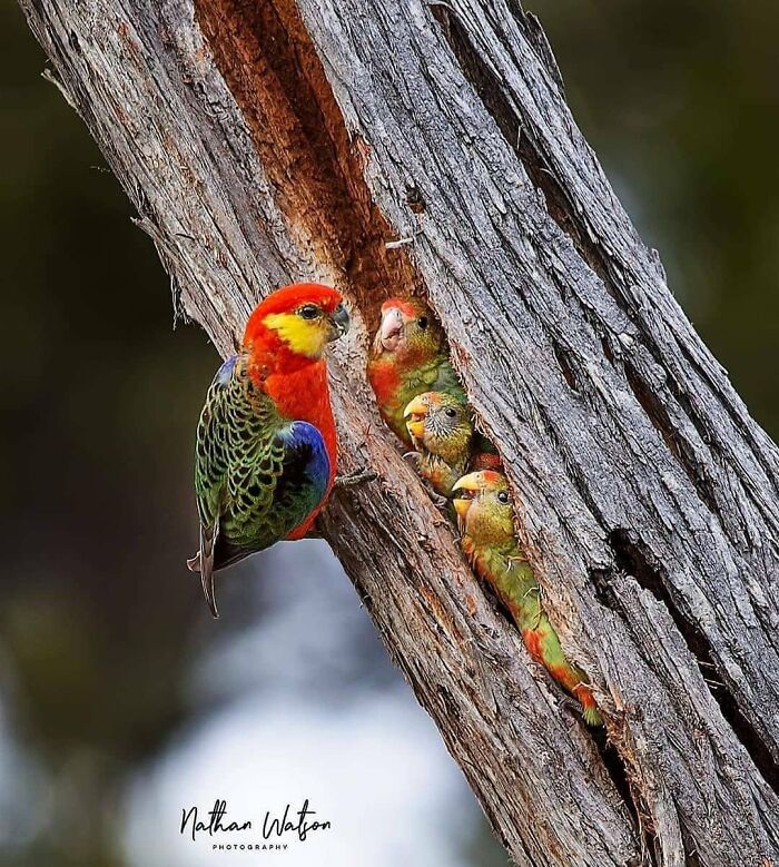 This Page Shared 80 Rare Bird Photos That Showcase The Beauty Of Nature In Flight This Page Shared 80 Rare Bird Photos That Showcase The Beauty Of Nature In Flight