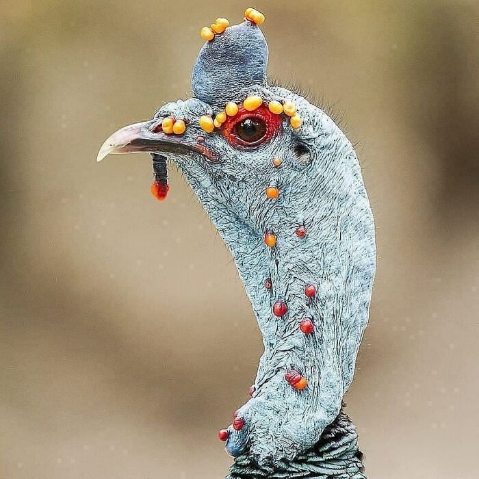 This Page Shared 80 Rare Bird Photos That Showcase The Beauty Of Nature In Flight This Page Shared 80 Rare Bird Photos That Showcase The Beauty Of Nature In Flight