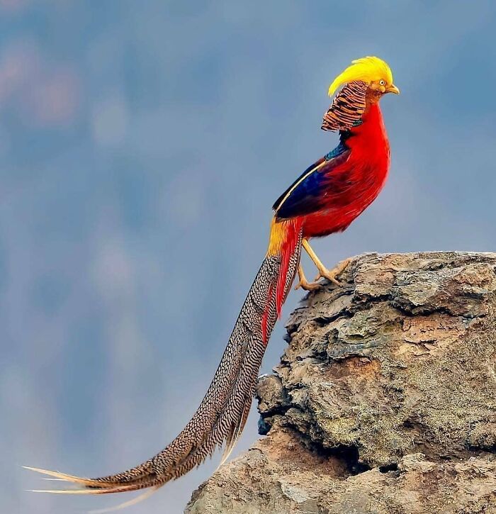This Page Shared 80 Rare Bird Photos That Showcase The Beauty Of Nature In Flight This Page Shared 80 Rare Bird Photos That Showcase The Beauty Of Nature In Flight