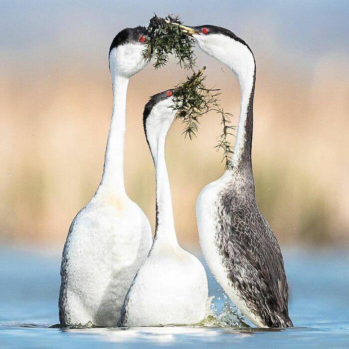 This Page Shared 80 Rare Bird Photos That Showcase The Beauty Of Nature In Flight This Page Shared 80 Rare Bird Photos That Showcase The Beauty Of Nature In Flight