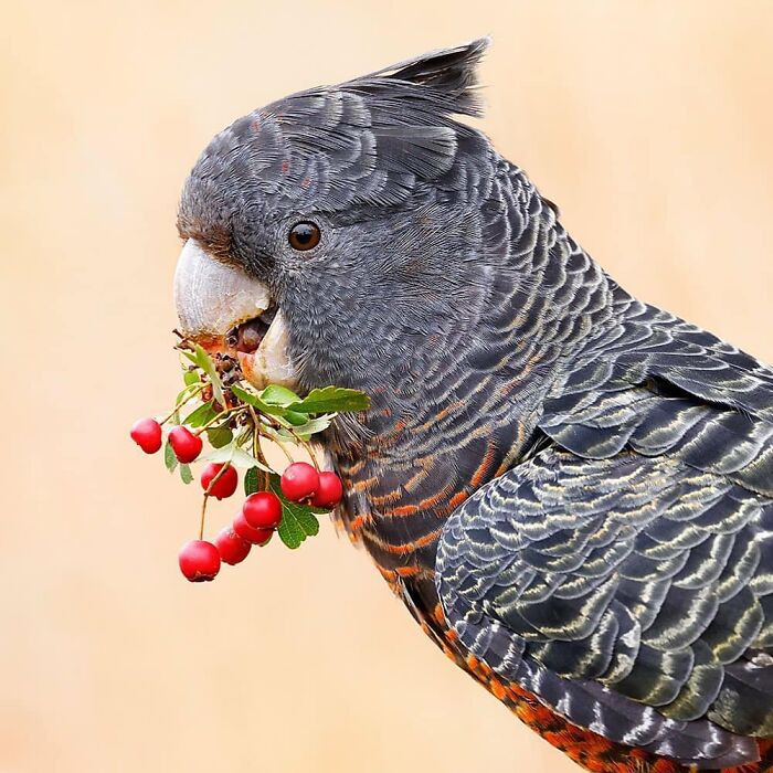 This Page Shared 80 Rare Bird Photos That Showcase The Beauty Of Nature In Flight This Page Shared 80 Rare Bird Photos That Showcase The Beauty Of Nature In Flight