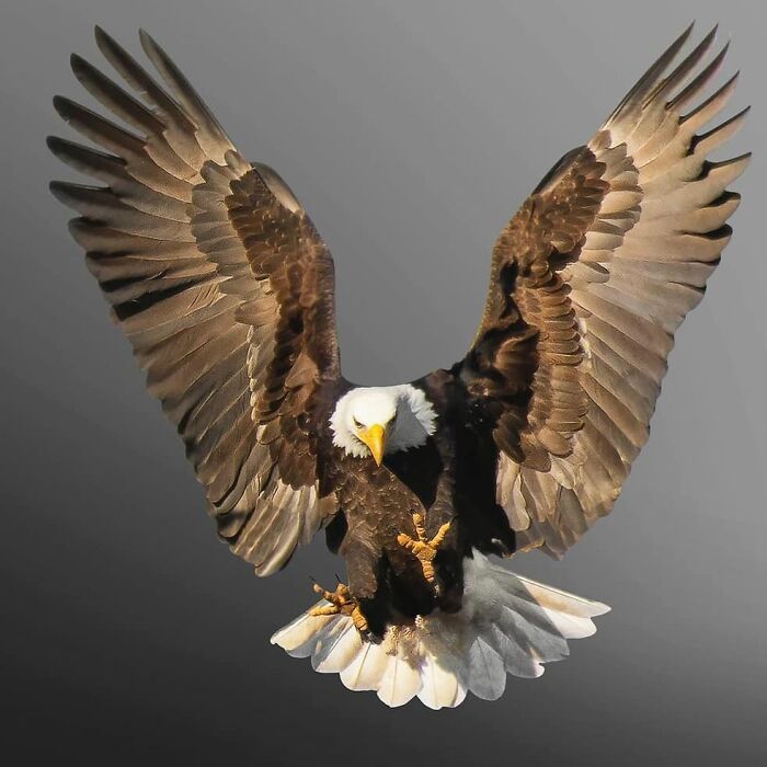 This Page Shared 80 Rare Bird Photos That Showcase The Beauty Of Nature In Flight This Page Shared 80 Rare Bird Photos That Showcase The Beauty Of Nature In Flight