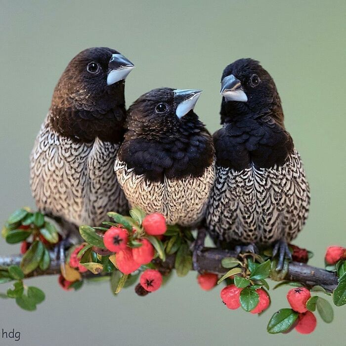 This Page Shared 80 Rare Bird Photos That Showcase The Beauty Of Nature In Flight This Page Shared 80 Rare Bird Photos That Showcase The Beauty Of Nature In Flight