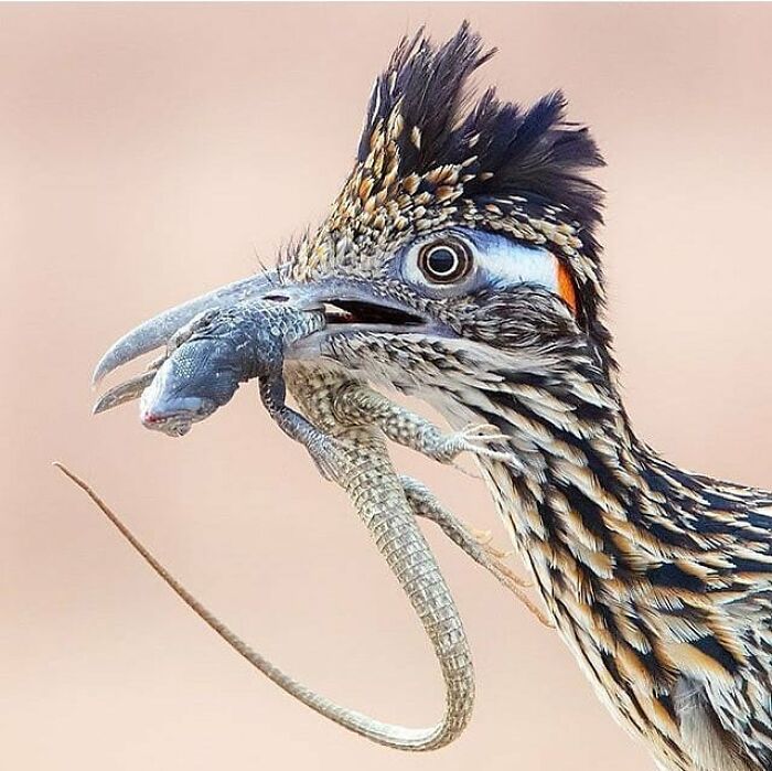 This Page Shared 80 Rare Bird Photos That Showcase The Beauty Of Nature In Flight This Page Shared 80 Rare Bird Photos That Showcase The Beauty Of Nature In Flight