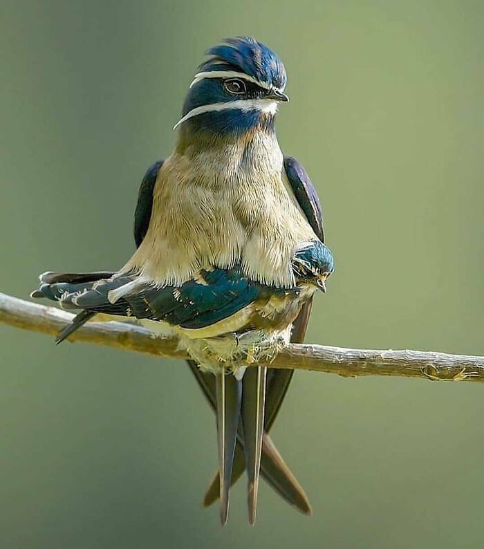 This Page Shared 80 Rare Bird Photos That Showcase The Beauty Of Nature In Flight This Page Shared 80 Rare Bird Photos That Showcase The Beauty Of Nature In Flight
