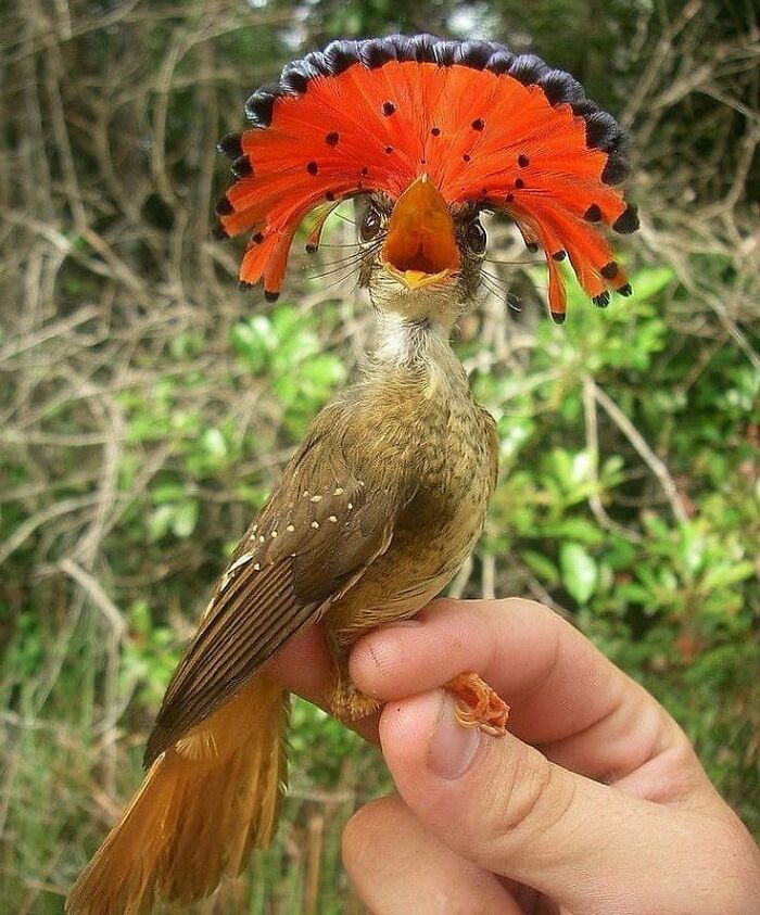 This Page Shared 80 Rare Bird Photos That Showcase The Beauty Of Nature In Flight This Page Shared 80 Rare Bird Photos That Showcase The Beauty Of Nature In Flight