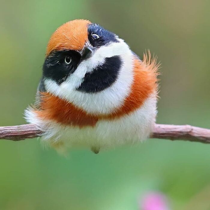 This Page Shared 80 Rare Bird Photos That Showcase The Beauty Of Nature In Flight This Page Shared 80 Rare Bird Photos That Showcase The Beauty Of Nature In Flight