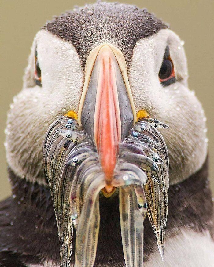 This Page Shared 80 Rare Bird Photos That Showcase The Beauty Of Nature In Flight This Page Shared 80 Rare Bird Photos That Showcase The Beauty Of Nature In Flight