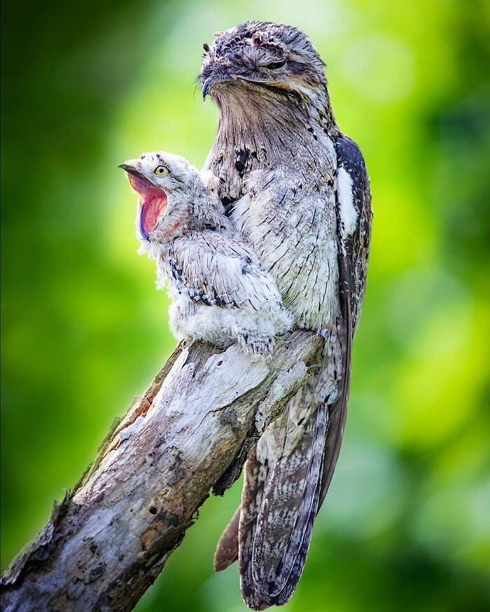 This Page Shared 80 Rare Bird Photos That Showcase The Beauty Of Nature In Flight This Page Shared 80 Rare Bird Photos That Showcase The Beauty Of Nature In Flight