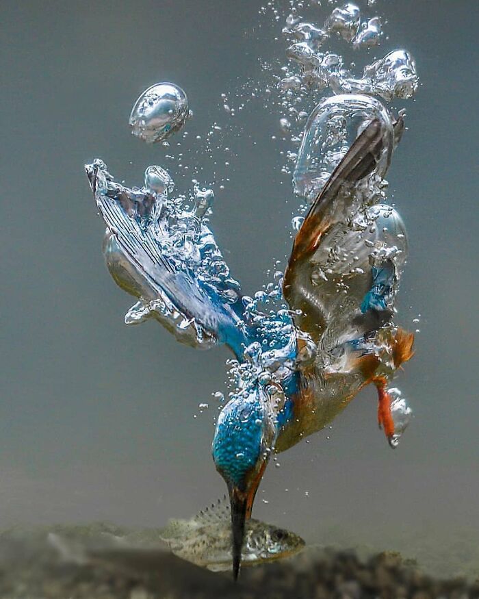 This Page Shared 80 Rare Bird Photos That Showcase The Beauty Of Nature In Flight This Page Shared 80 Rare Bird Photos That Showcase The Beauty Of Nature In Flight
