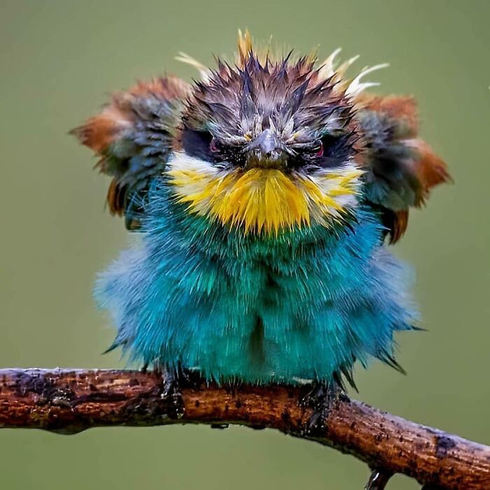 This Page Shared 80 Rare Bird Photos That Showcase The Beauty Of Nature In Flight This Page Shared 80 Rare Bird Photos That Showcase The Beauty Of Nature In Flight
