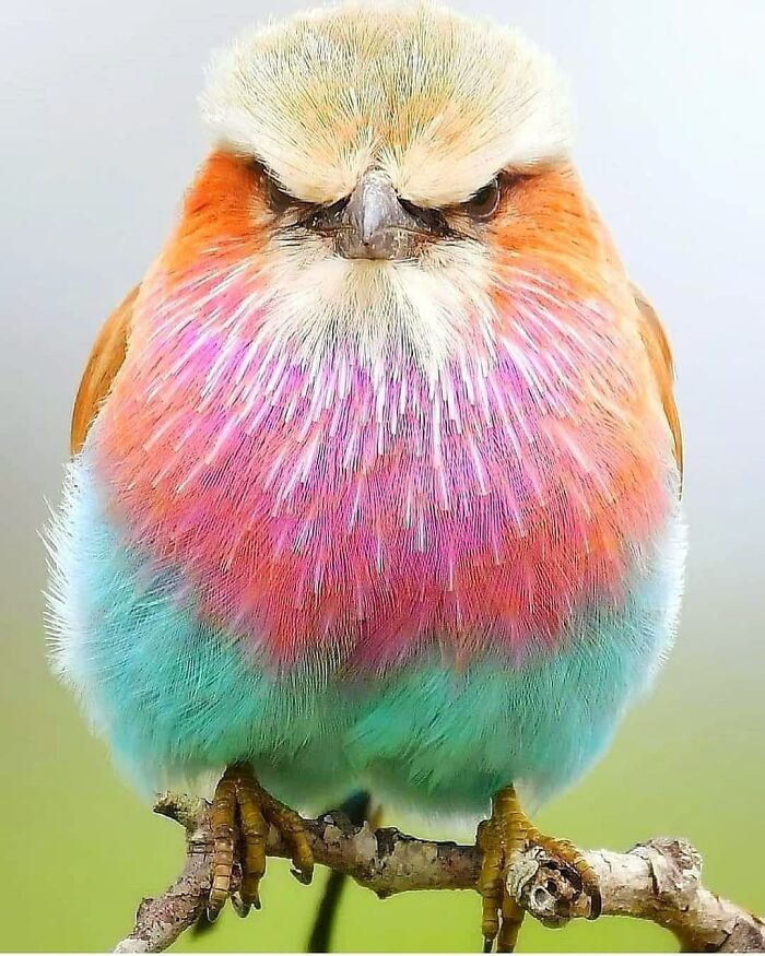 This Page Shared 80 Rare Bird Photos That Showcase The Beauty Of Nature In Flight This Page Shared 80 Rare Bird Photos That Showcase The Beauty Of Nature In Flight