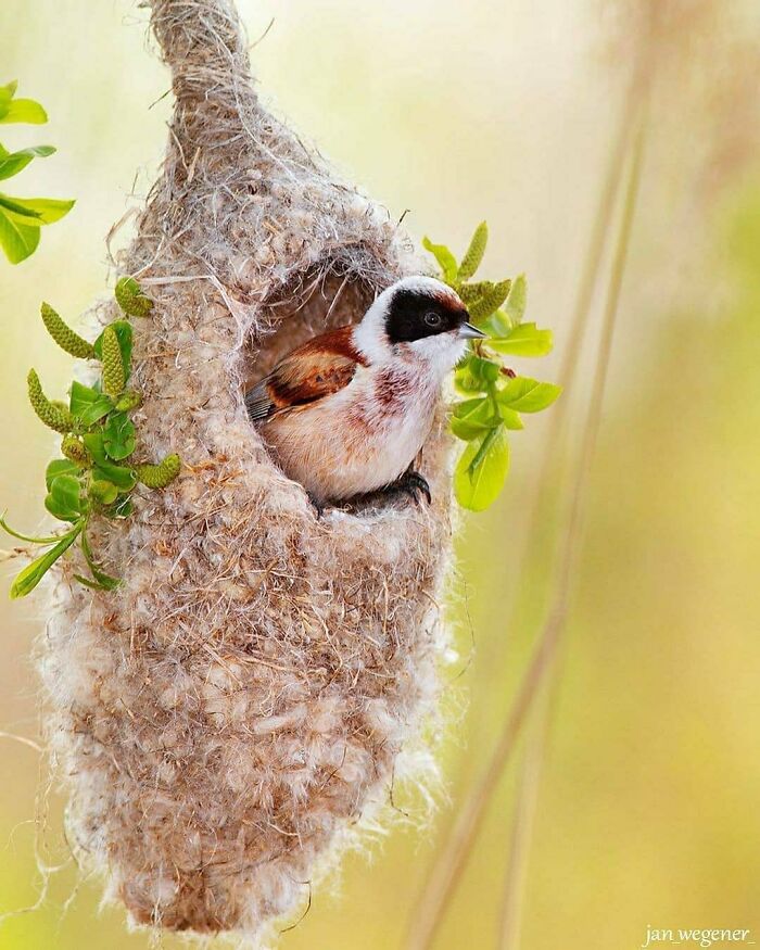 This Page Shared 80 Rare Bird Photos That Showcase The Beauty Of Nature In Flight This Page Shared 80 Rare Bird Photos That Showcase The Beauty Of Nature In Flight