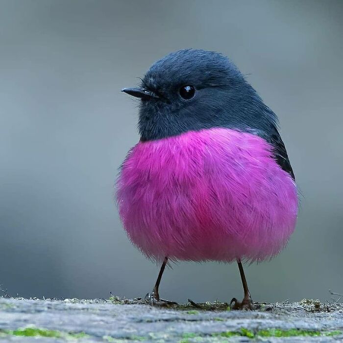 This Page Shared 80 Rare Bird Photos That Showcase The Beauty Of Nature In Flight This Page Shared 80 Rare Bird Photos That Showcase The Beauty Of Nature In Flight