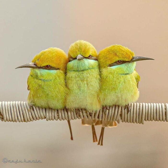 This Page Shared 80 Rare Bird Photos That Showcase The Beauty Of Nature In Flight This Page Shared 80 Rare Bird Photos That Showcase The Beauty Of Nature In Flight