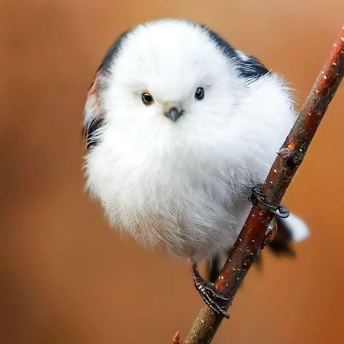 This Page Shared 80 Rare Bird Photos That Showcase The Beauty Of Nature In Flight This Page Shared 80 Rare Bird Photos That Showcase The Beauty Of Nature In Flight