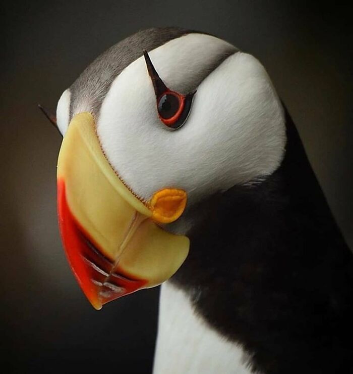 This Page Shared 80 Rare Bird Photos That Showcase The Beauty Of Nature In Flight This Page Shared 80 Rare Bird Photos That Showcase The Beauty Of Nature In Flight