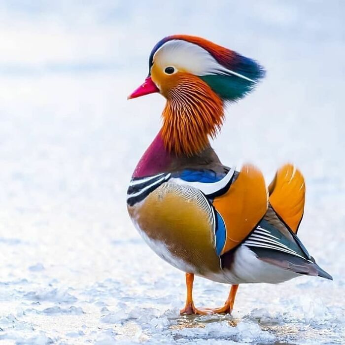 This Page Shared 80 Rare Bird Photos That Showcase The Beauty Of Nature In Flight This Page Shared 80 Rare Bird Photos That Showcase The Beauty Of Nature In Flight