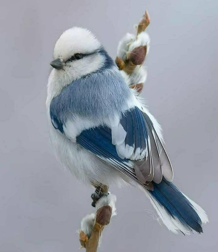 This Page Shared 80 Rare Bird Photos That Showcase The Beauty Of Nature In Flight This Page Shared 80 Rare Bird Photos That Showcase The Beauty Of Nature In Flight
