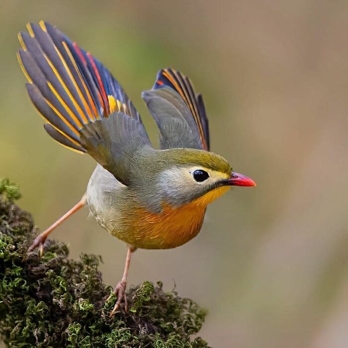 This Page Shared 80 Rare Bird Photos That Showcase The Beauty Of Nature In Flight This Page Shared 80 Rare Bird Photos That Showcase The Beauty Of Nature In Flight