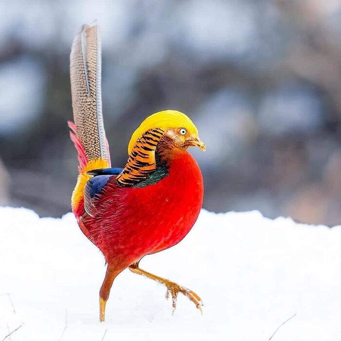 This Page Shared 80 Rare Bird Photos That Showcase The Beauty Of Nature In Flight This Page Shared 80 Rare Bird Photos That Showcase The Beauty Of Nature In Flight