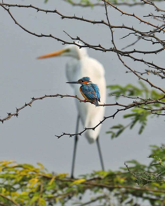 This Page Shared 80 Rare Bird Photos That Showcase The Beauty Of Nature In Flight This Page Shared 80 Rare Bird Photos That Showcase The Beauty Of Nature In Flight