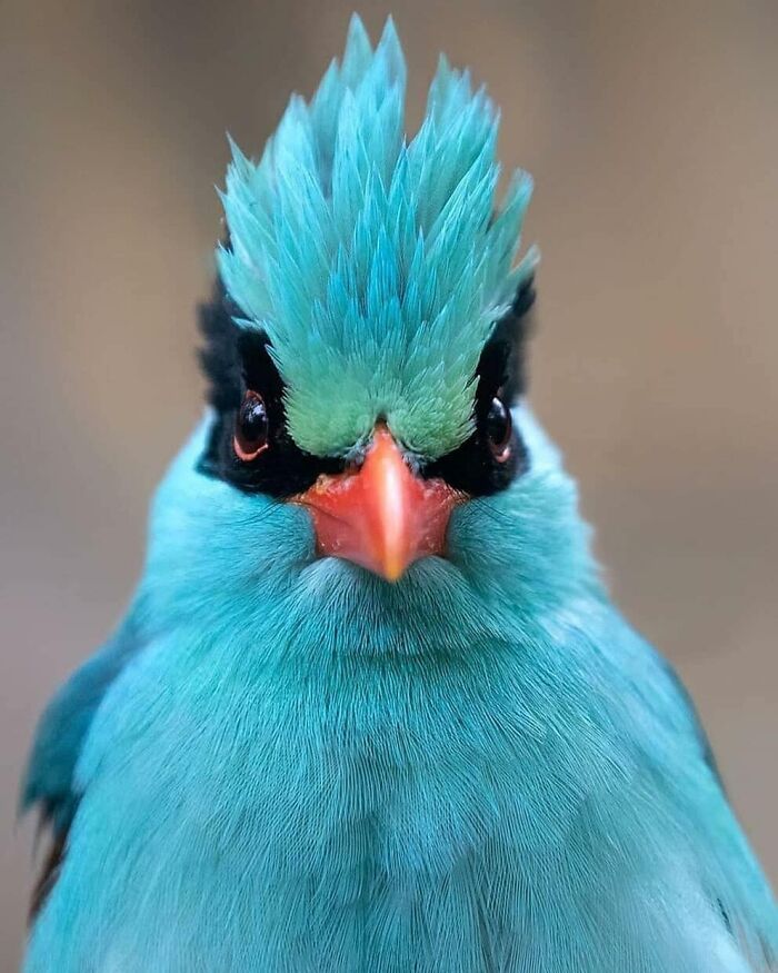 This Page Shared 80 Rare Bird Photos That Showcase The Beauty Of Nature In Flight This Page Shared 80 Rare Bird Photos That Showcase The Beauty Of Nature In Flight