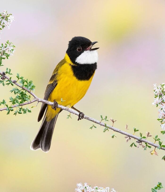 This Page Shared 80 Rare Bird Photos That Showcase The Beauty Of Nature In Flight This Page Shared 80 Rare Bird Photos That Showcase The Beauty Of Nature In Flight