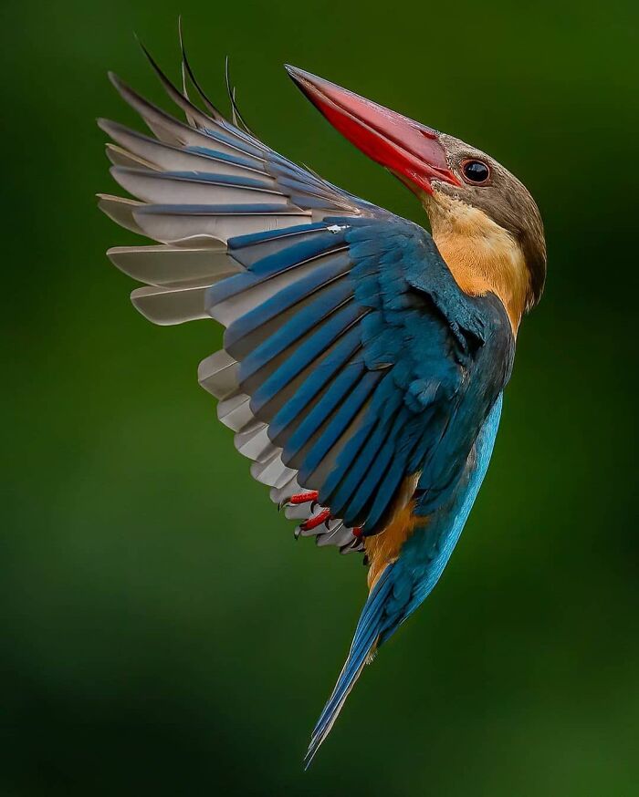 This Page Shared 80 Rare Bird Photos That Showcase The Beauty Of Nature In Flight This Page Shared 80 Rare Bird Photos That Showcase The Beauty Of Nature In Flight