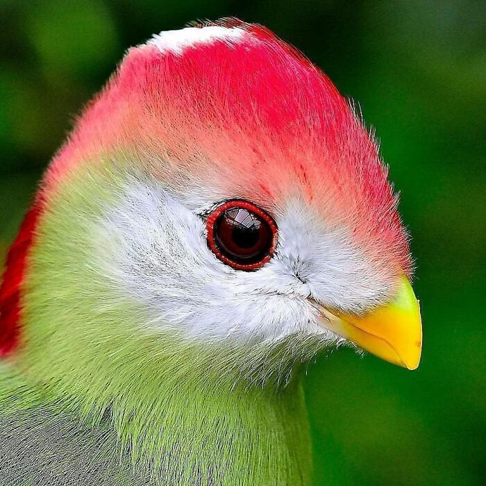 This Page Shared 80 Rare Bird Photos That Showcase The Beauty Of Nature In Flight This Page Shared 80 Rare Bird Photos That Showcase The Beauty Of Nature In Flight