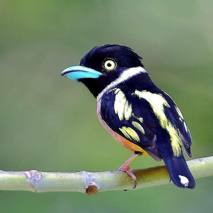 This Page Shared 80 Rare Bird Photos That Showcase The Beauty Of Nature In Flight This Page Shared 80 Rare Bird Photos That Showcase The Beauty Of Nature In Flight