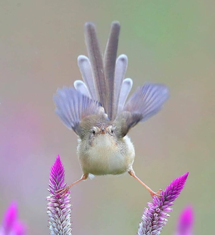This Page Shared 80 Rare Bird Photos That Showcase The Beauty Of Nature In Flight This Page Shared 80 Rare Bird Photos That Showcase The Beauty Of Nature In Flight