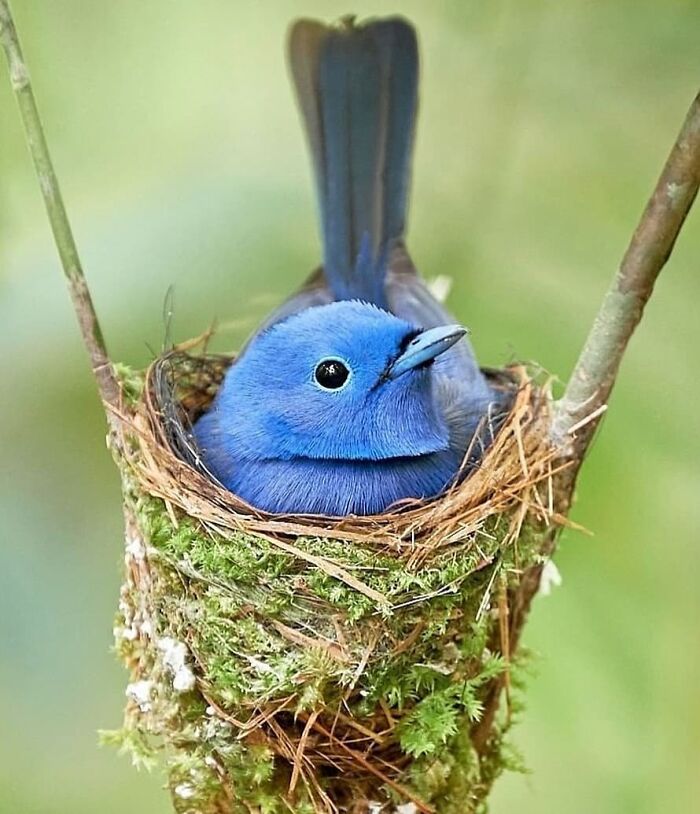 This Page Shared 80 Rare Bird Photos That Showcase The Beauty Of Nature In Flight This Page Shared 80 Rare Bird Photos That Showcase The Beauty Of Nature In Flight