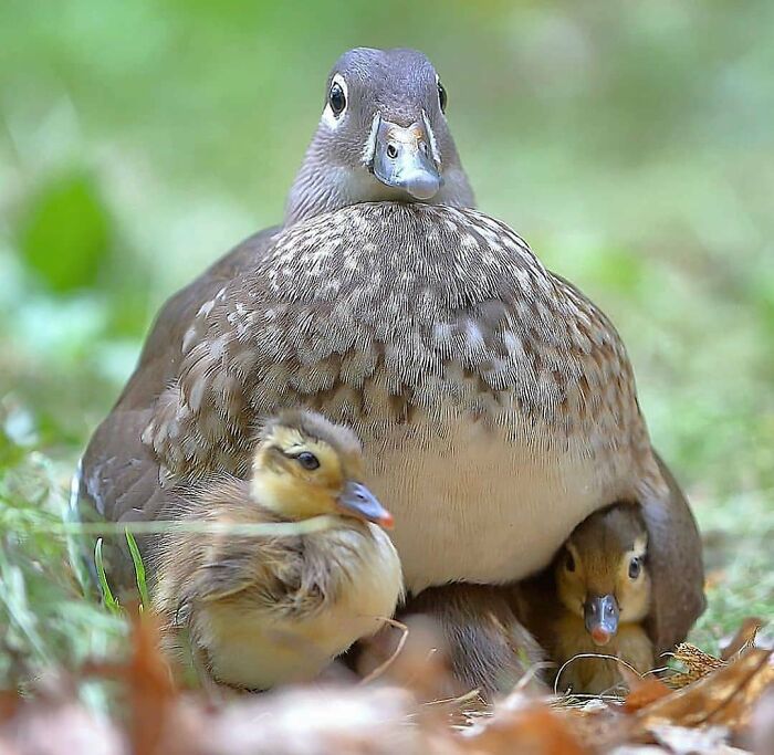 This Page Shared 80 Rare Bird Photos That Showcase The Beauty Of Nature In Flight This Page Shared 80 Rare Bird Photos That Showcase The Beauty Of Nature In Flight