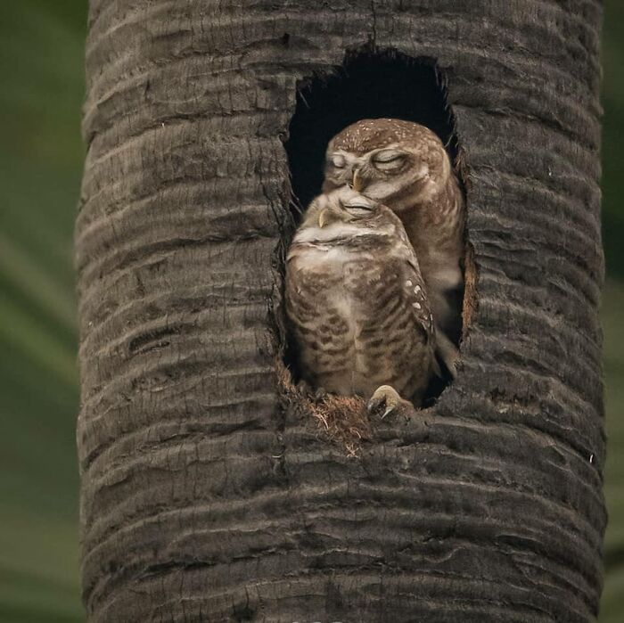 This Page Shared 80 Rare Bird Photos That Showcase The Beauty Of Nature In Flight This Page Shared 80 Rare Bird Photos That Showcase The Beauty Of Nature In Flight